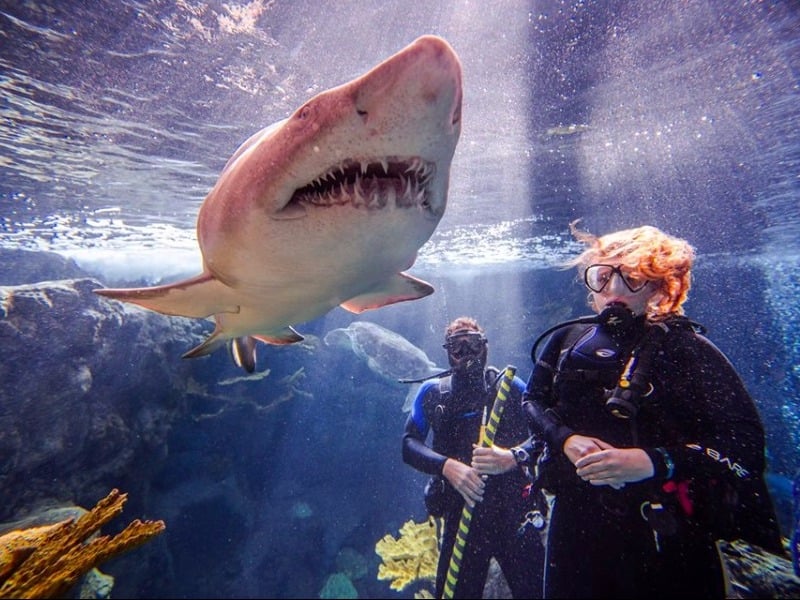 Discover Florida’s Best Aquariums: A Complete Guide to Top Marine Destinations